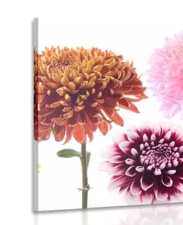 Obrazy kvetov Obraz kvety dálie v rôznofarebnom dizajne