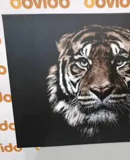 Obrazy zvierat Obraz tiger