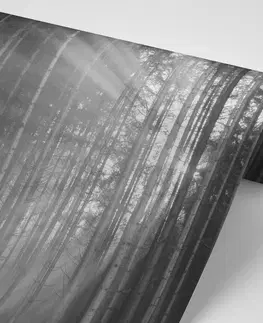 Čiernobiele tapety Fototapeta slnko za stromami v čiernobielom