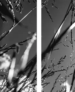 Čiernobiele obrazy 5-dielny obraz poľná tráva v čiernobielom prevedení