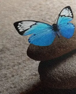 Obrazy Feng Shui Obraz modrý motýľ v Zen záhrade