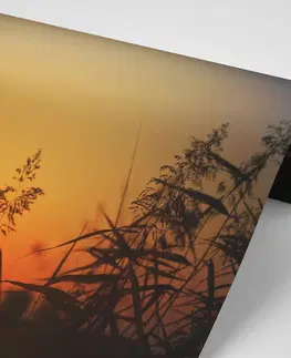 Tapety príroda Fototapeta steblá trávy pri západe slnka