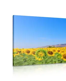 Obrazy kvetov Obraz pole slnečníc