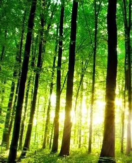 Obrazy prírody a krajiny Obraz svieži zelený les
