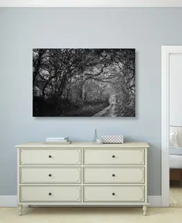 Čiernobiele obrazy Obraz čiernobiely les