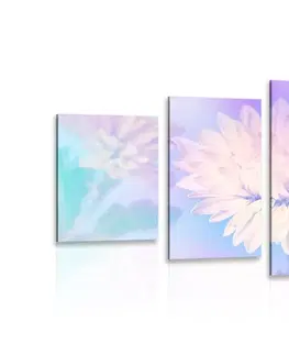 Obrazy kvetov 5-dielny obraz kvet chryzantémy