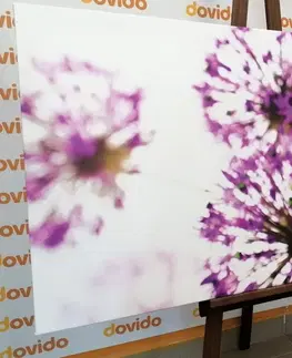 Obrazy kvetov Obraz kvitnúce fialové kvety cesnaku