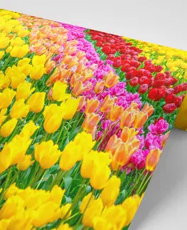 Samolepiace tapety Samolepiaca fototapeta záhrada plná tulipánov