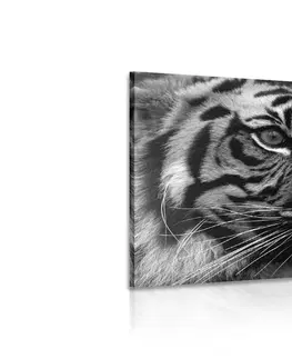 Čiernobiele obrazy Obraz bengálsky tiger v čiernobielom prevedení
