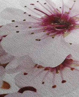 Obrazy kvetov Obraz čerešňové kvety