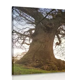 Obrazy prírody a krajiny Obraz symbióza stromov