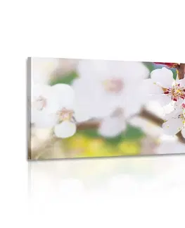 Obrazy kvetov Obraz kvety stromu v jarnom období