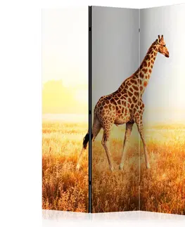 Paravány Paraván giraffe - walk Dekorhome 135x172 cm (3-dielny)