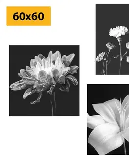 Zostavy obrazov Set obrazov elegancia ženy a kvetov v čiernobielom prevedení