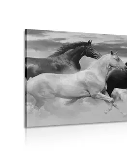 Čiernobiele obrazy Obraz stádo koní v čiernobielom prevedení
