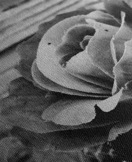 Čiernobiele obrazy Obraz elegantná vintage ruža v čiernobielom prevedení