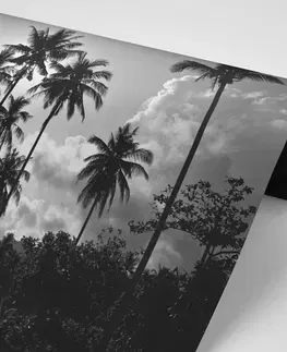 Samolepiace tapety Samolepiaca tapeta kokosové palmy na pláži v čiernobielom