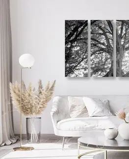 Čiernobiele obrazy 5-dielny obraz čiernobiele majestátne stromy