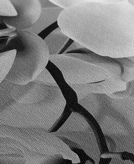 Čiernobiele obrazy Obraz čiernobiela orchidea na abstraktnom pozadí