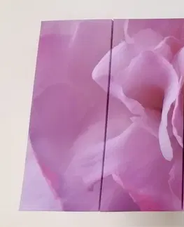 Obrazy kvetov 5-dielny obraz lupienky karafiátu