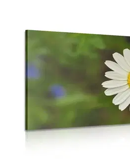 Obrazy kvetov Obraz kvet margarétky