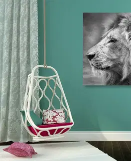 Čiernobiele obrazy Obraz africký lev v čiernobielom prevedení