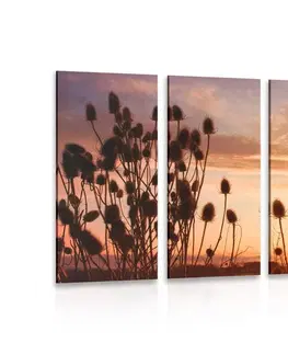 Obrazy prírody a krajiny 5-dielny obraz steblá trávy pri východe slnka