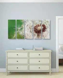 Obrazy kvetov 5-dielny obraz semienka púpavy