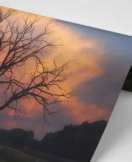 Samolepiace tapety Samolepiaca fototapeta nádherný strom na lúke