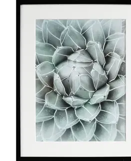 Obrazy Obraz Succulents II 40x50xcm