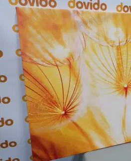 Obrazy kvetov Obraz púpava v nádhernom prevedení