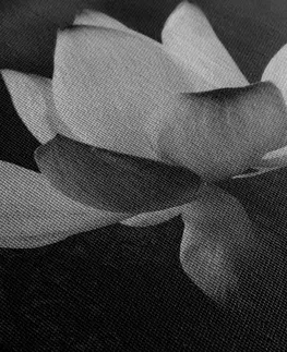 Čiernobiele obrazy Obraz jemný lotosový kvet v čiernobielom prevedení