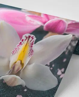 Tapety kvety Fototapeta nádherná detailná orchidea