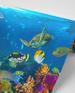 Tapety príroda Fototapeta podvodný svet