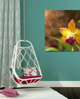 Obrazy kvetov Obraz oranžová orchidea
