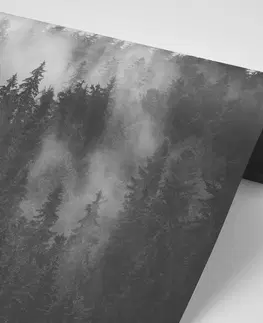 Samolepiace tapety Samolepiaca fototapeta les v čiernobielej hmle