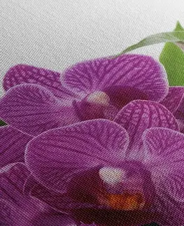 Obrazy Feng Shui Obraz fialová orchidea v Zen zátiší