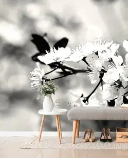Čiernobiele tapety Fototapeta čiernobiely čerešňový kvet