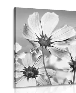 Čiernobiele obrazy Obraz letné kvety v čiernobielom prevedení