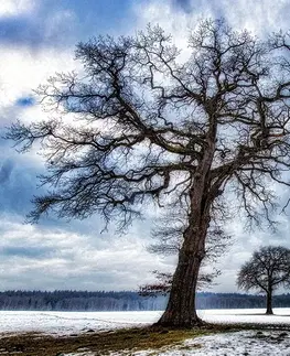 Tapety príroda Fototapeta stromy v zime