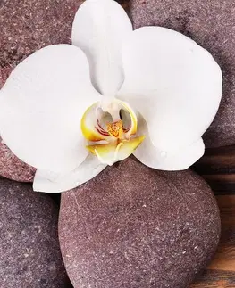 Obrazy Feng Shui Obraz wellness kamene a orchidea na drevenom pozadí