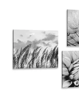Zostavy obrazov Set obrazov čiernobiela lúka s kvetmi