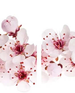 Obrazy kvetov 5-dielny obraz čerešňové kvety