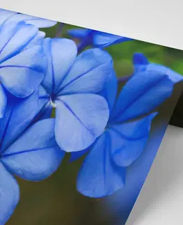 Tapety kvety Fototapeta divoké modré kvety