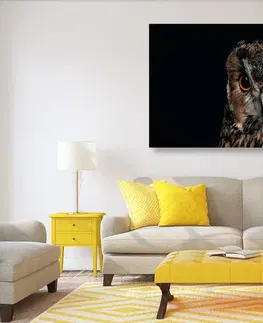Obrazy zvierat Obraz sova