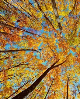 Samolepiace tapety Samolepiaca fototapeta jesenné koruny stromov