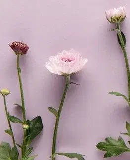 Obrazy kvetov Obraz kompozícia ružových chryzantém