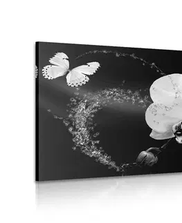 Čiernobiele obrazy Obraz čiernobiela orchidea a motýľ