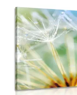 Obrazy kvetov Obraz nádherný detail púpavy