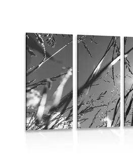 Čiernobiele obrazy 5-dielny obraz poľná tráva v čiernobielom prevedení